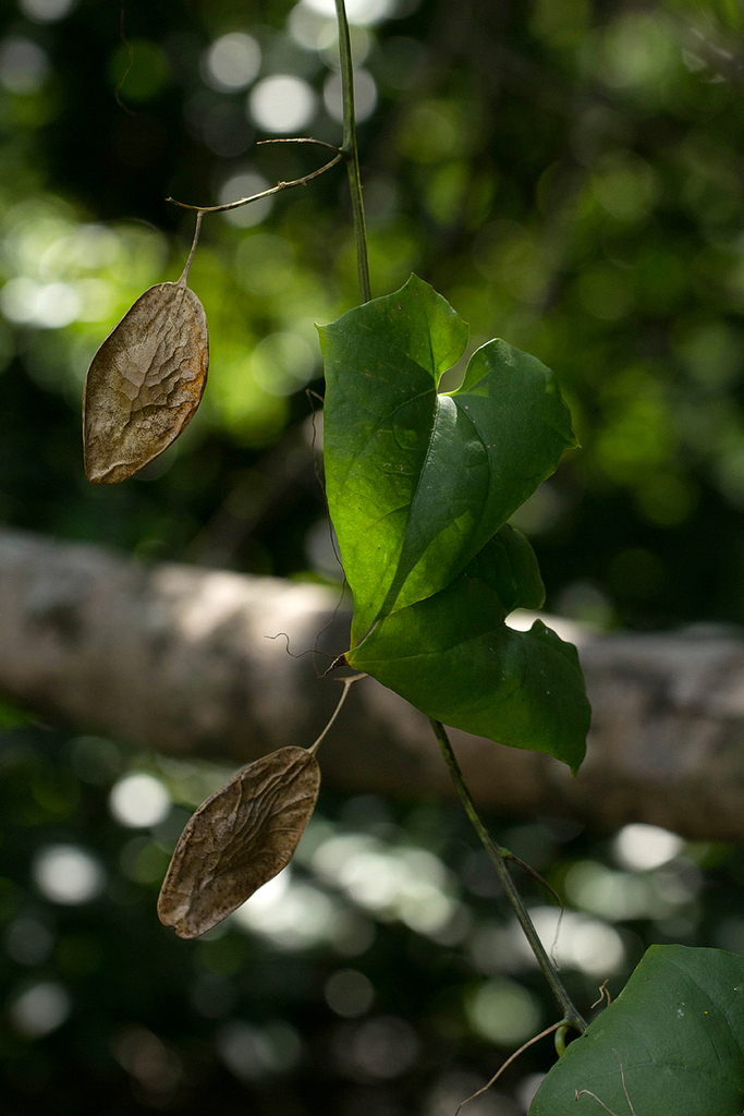 Cyclantheropsis parviflora