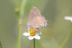Satyrium polingi