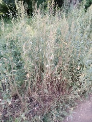 Atriplex tatarica