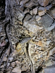 Hadrurus spadix