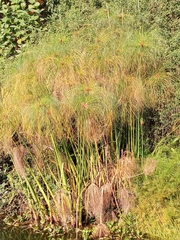 Cyperus giganteus
