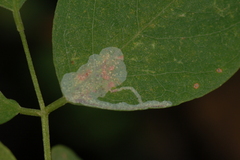 Macrosaccus robiniella
