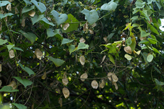 Cyclantheropsis parviflora image