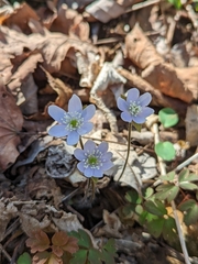 Hepatica americana
