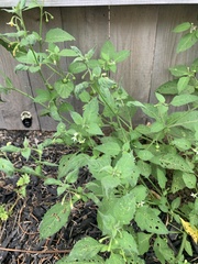 Solanum emulans