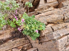 Pelargonium echinatum