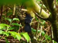Pyriglena leucoptera