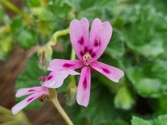 Pelargonium echinatum