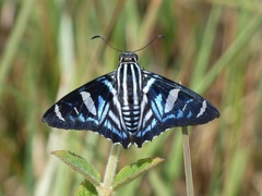 Jemadia pseudognetus