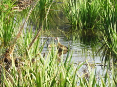 Amazonetta brasiliensis