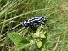 Jemadia pseudognetus