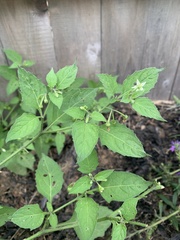 Solanum emulans