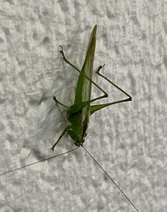 Conocephalus fasciatus