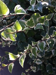 Hedera algeriensis