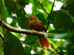 Philydor atricapillus