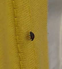 Scymnus
