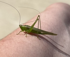 Conocephalus fasciatus