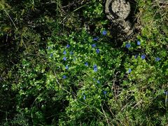 Lysimachia arvensis caerulea