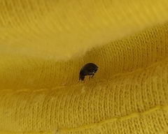 Scymnus