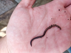 Lumbricus terrestris