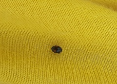 Scymnus