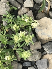 Galium megalospermum