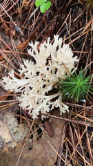 Clavulina coralloides