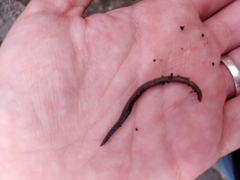 Lumbricus terrestris