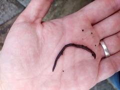 Lumbricus terrestris