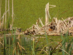 Amazonetta brasiliensis