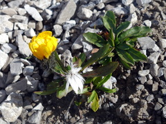 Scorzoneroides montana