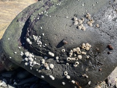 Semibalanus balanoides