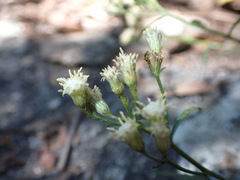 Baccharis thesioides