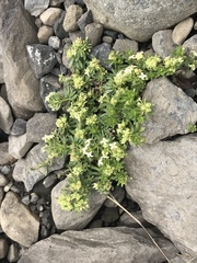 Galium megalospermum