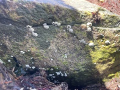 Semibalanus balanoides