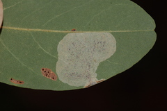 Macrosaccus robiniella