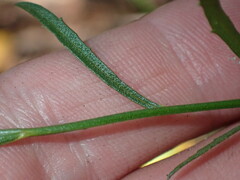 Baccharis thesioides