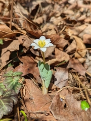 Sanguinaria canadensis
