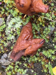 Gyromitra infula