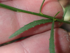 Baccharis thesioides