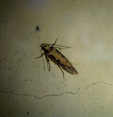 Ornativalva erubescens