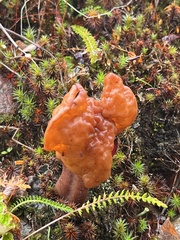Gyromitra infula