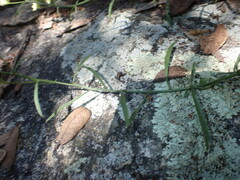 Baccharis thesioides