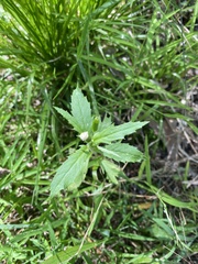 Erechtites hieraciifolius