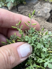 Descurainia californica