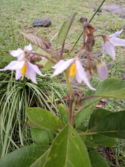 Solanum lanceolatum