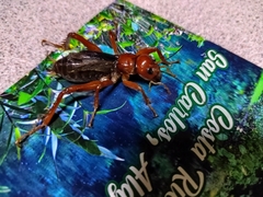 Stenopelmatus sartorianus