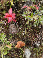 Gyromitra infula