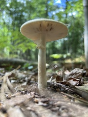 Amanita abrupta