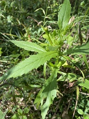 Erechtites hieraciifolius